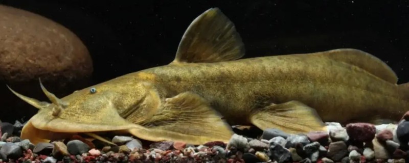 平吻褶鮡是什么鱼？