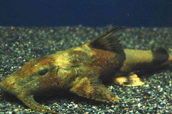 平吻褶鮡是什么鱼？