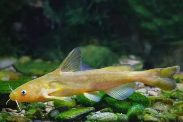 平吻褶鮡是什么鱼？