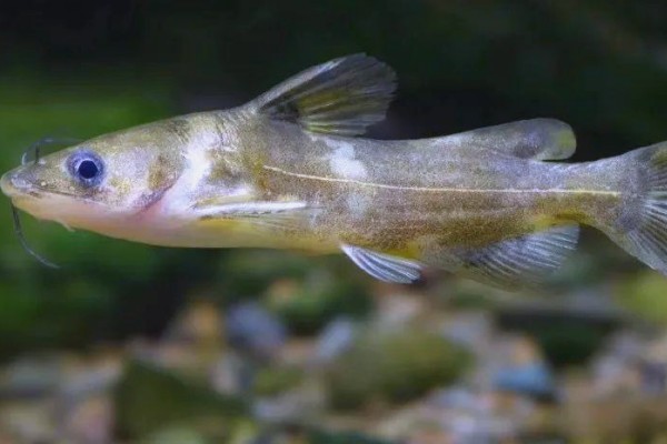 平吻褶鮡是什么鱼？