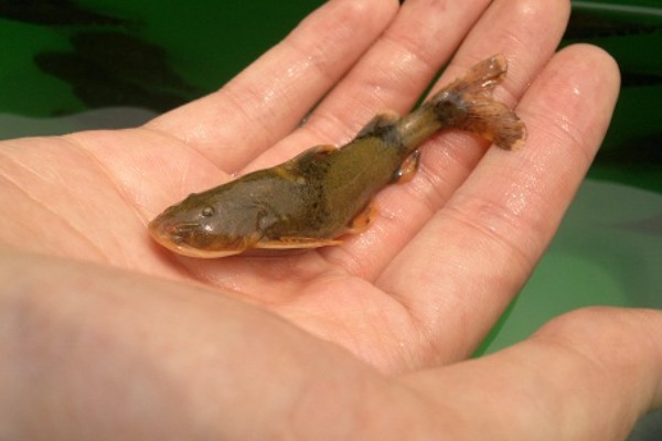 小鳍异鮡是什么鱼？