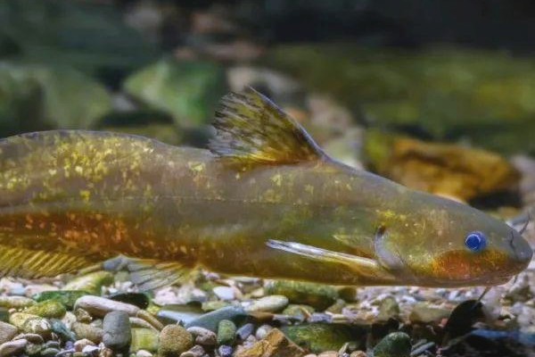 小鳍异鮡是什么鱼？