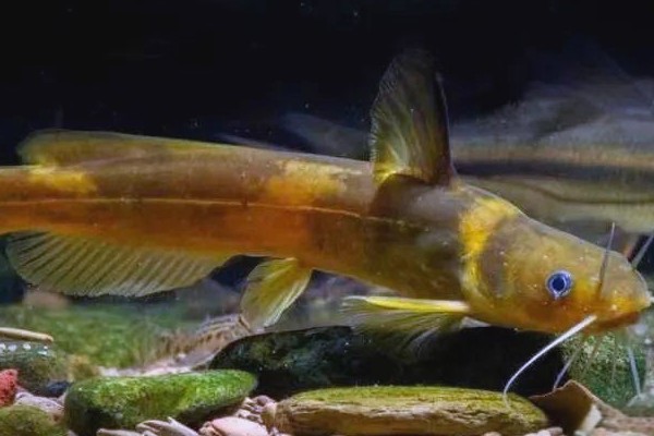 小鳍异鮡是什么鱼？