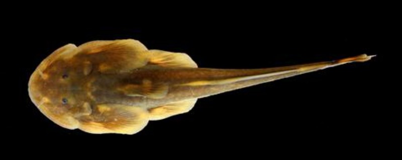 大鳍异齿鰋是什么鱼？