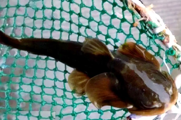 大鳍异齿鰋是什么鱼？