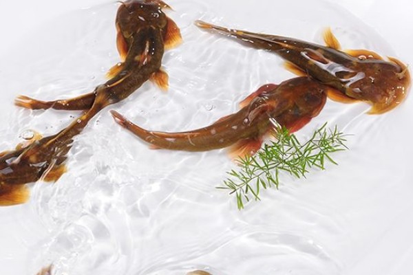 大鳍异齿鰋是什么鱼？