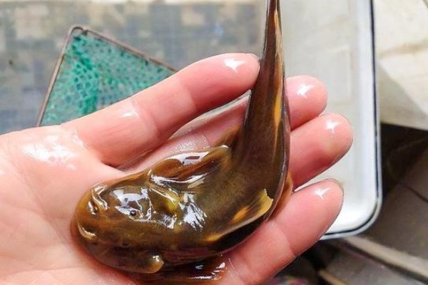 大鳍异齿鰋是什么鱼？