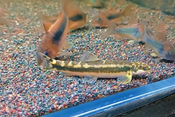 大斑纹胸鮡是什么鱼？