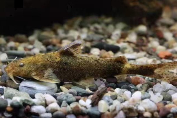 大斑纹胸鮡是什么鱼？