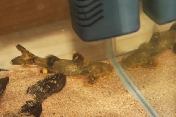 大斑纹胸鮡是什么鱼？