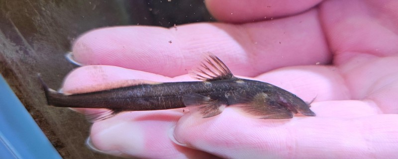 大孔鮡是什么鱼？