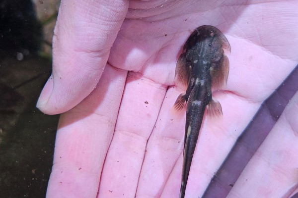 大孔鮡是什么鱼？