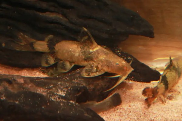 大孔鮡是什么鱼？