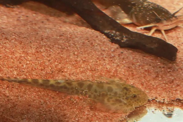 大孔鮡是什么鱼？