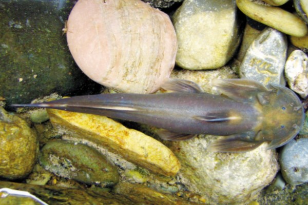 壶瓶山鮡是什么鱼？