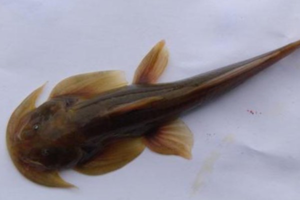 壶瓶山鮡是什么鱼？