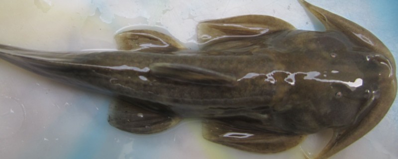 平唇鮡是什么鱼？