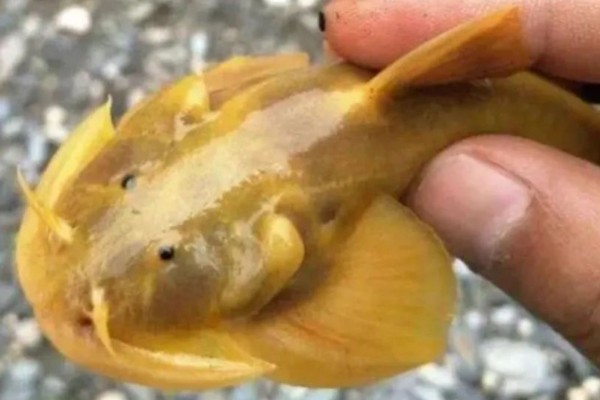 壮体鮡是什么鱼？