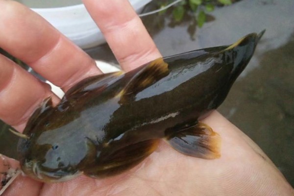 壮体鮡是什么鱼？