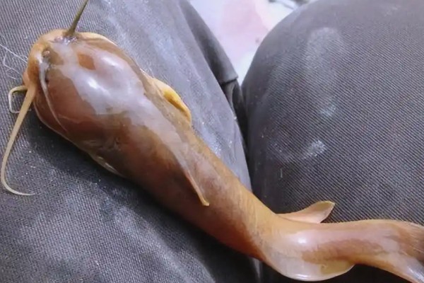 壮体鮡是什么鱼？