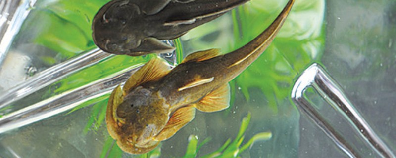 壮体鮡是什么鱼？