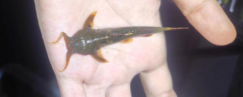 墨脱纹胸鮡是什么鱼？