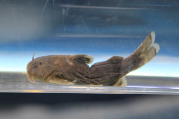 平唇鮡是什么鱼？