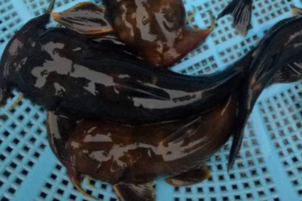 墨脱纹胸鮡是什么鱼？