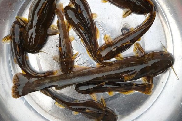 墨脱纹胸鮡是什么鱼？