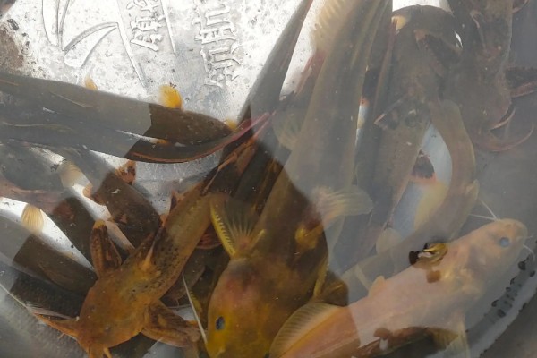 墨脱纹胸鮡是什么鱼？