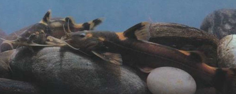 四斑纹胸鮡是什么鱼？