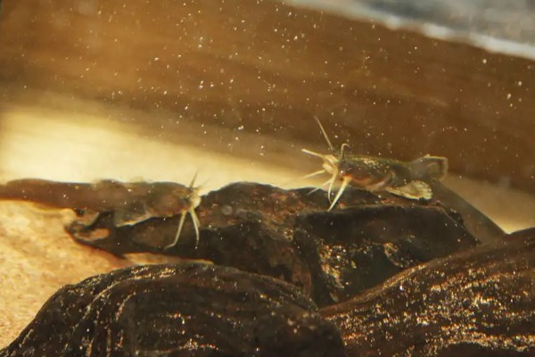 四斑纹胸鮡是什么鱼？