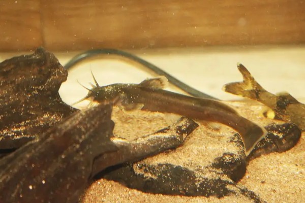 四斑纹胸鮡是什么鱼？