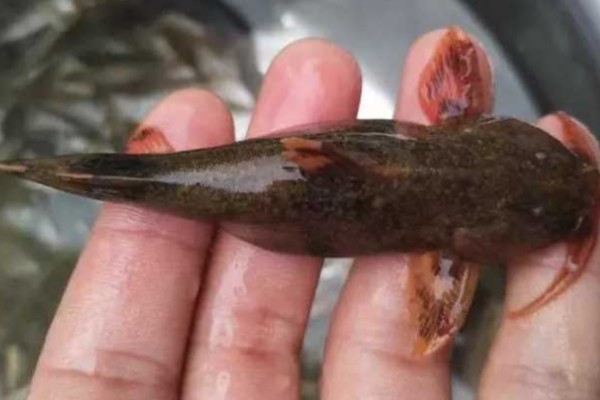 平唇鮡是什么鱼？