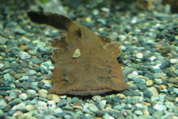 平唇鮡是什么鱼？