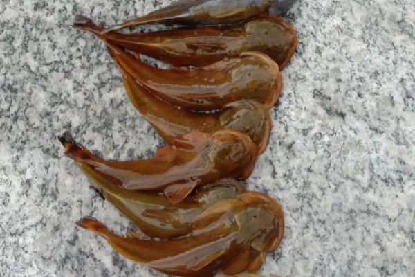 后臀鮡是什么鱼?