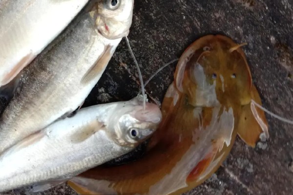 后臀鮡是什么鱼?