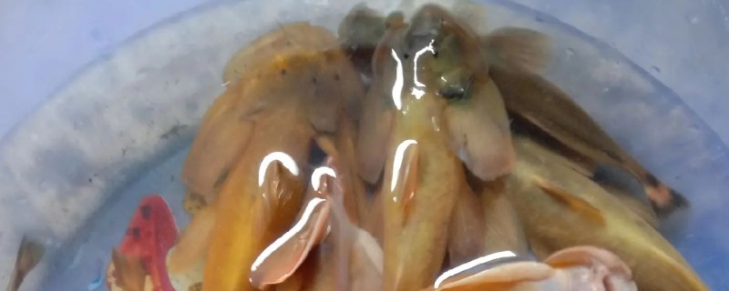 前臀鮡是什么鱼?