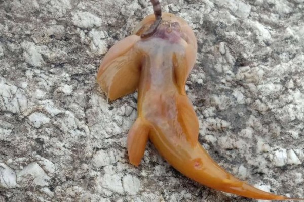 前臀鮡是什么鱼?