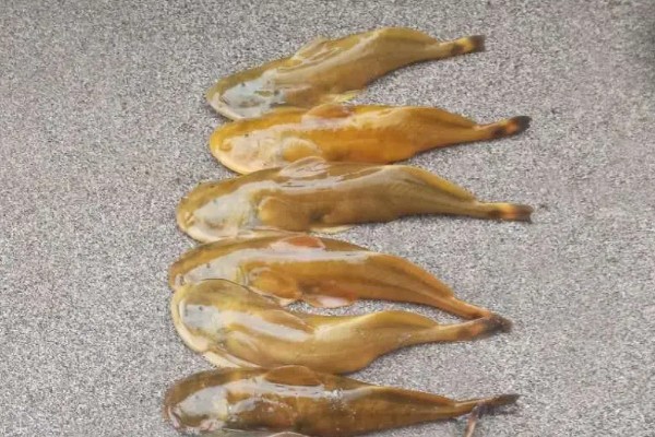 凿齿鮡是什么鱼？