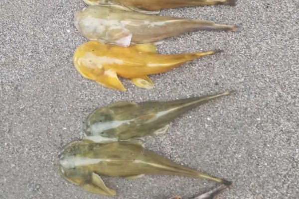 凿齿鮡是什么鱼？