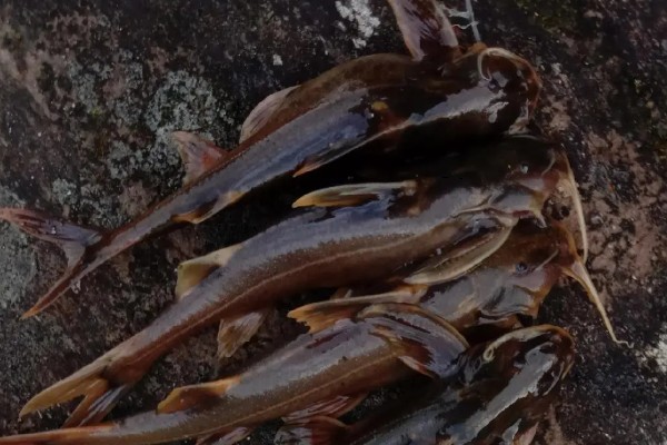 凿齿鮡是什么鱼？