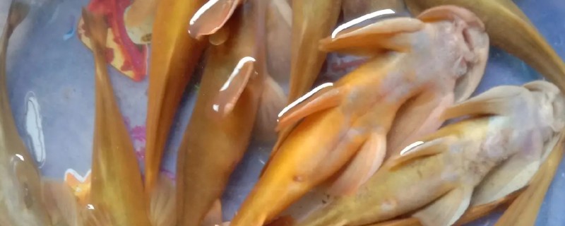 凿齿鮡是什么鱼?