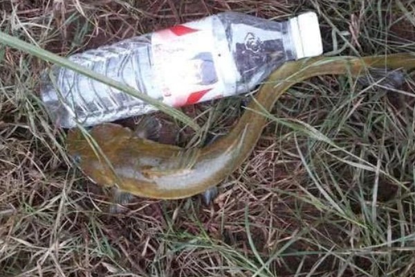 兰坪鮡是什么鱼？