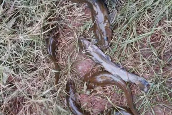 兰坪鮡是什么鱼？