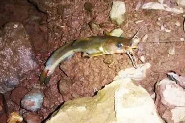 兰坪鮡是什么鱼？