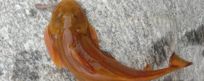 似黄斑褶鮡是什么鱼?