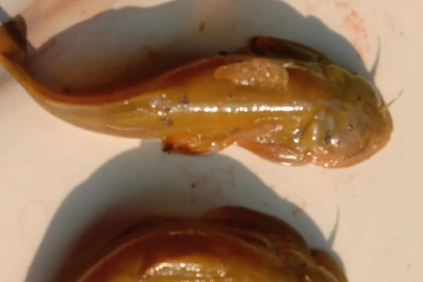 似黄斑褶鮡是什么鱼？