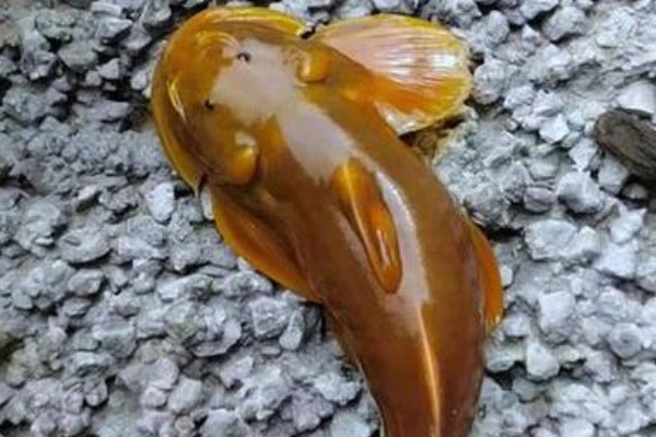 似黄斑褶鮡是什么鱼？