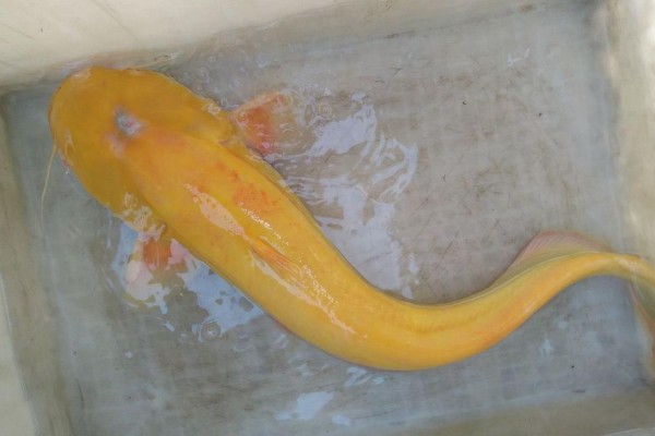 似黄斑褶鮡是什么鱼？